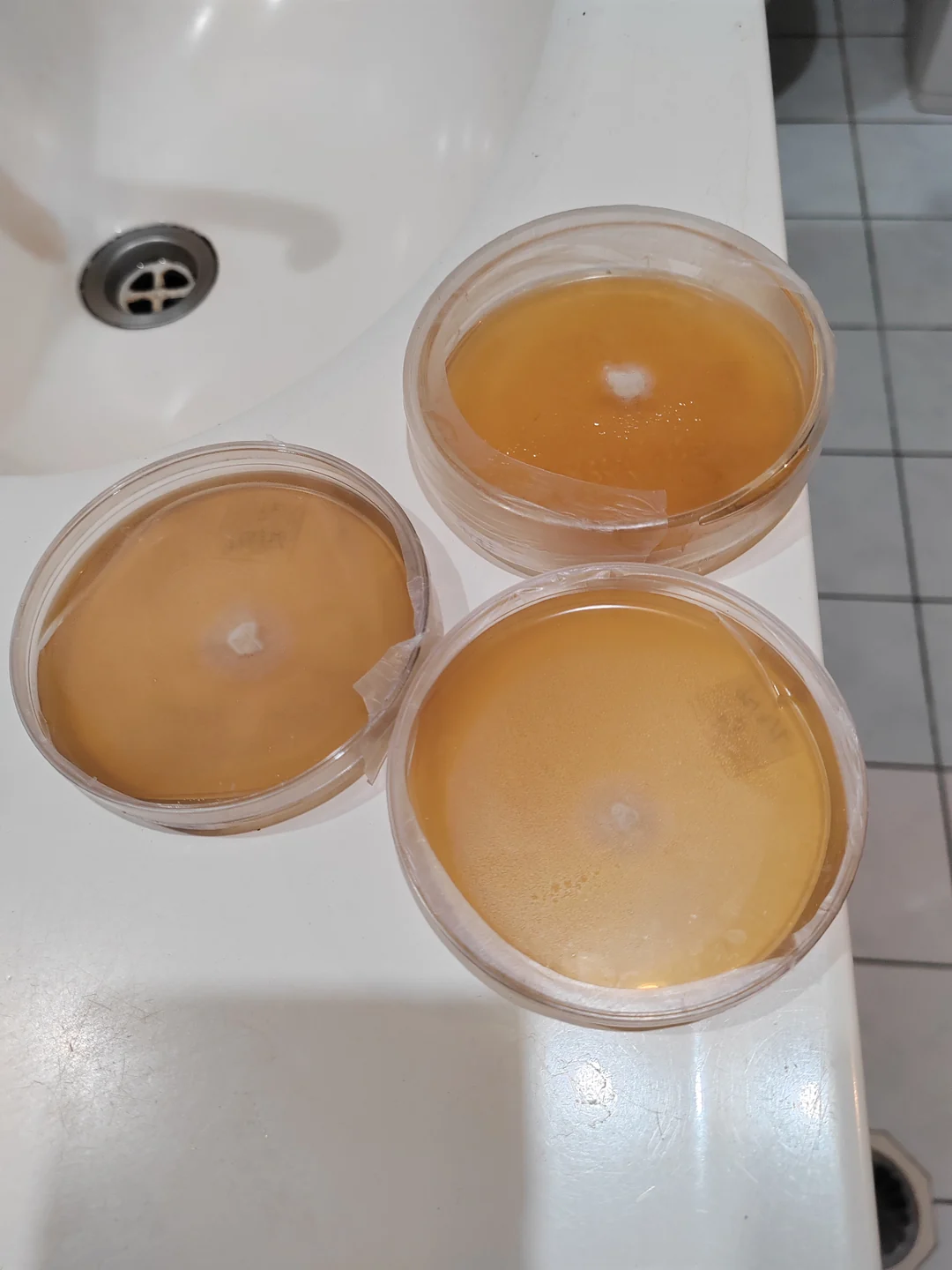 Company photographs of culture work in Petri dishes.