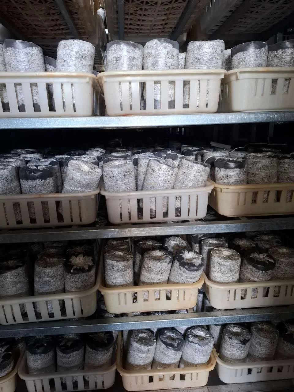 Rows of grow blocks in baskets on production shelves.