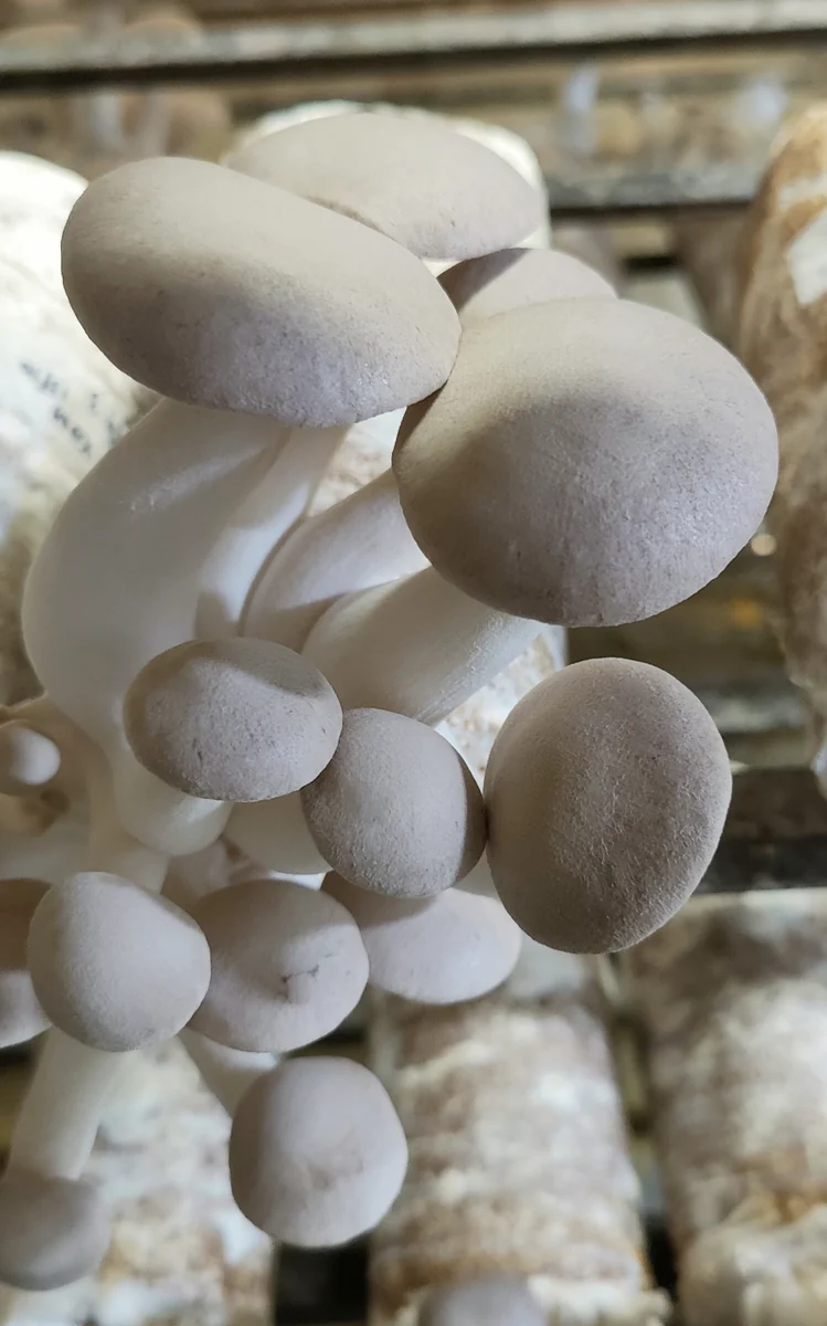 Close-up of king oyster mushrooms growing from the company’s substrate blocks
