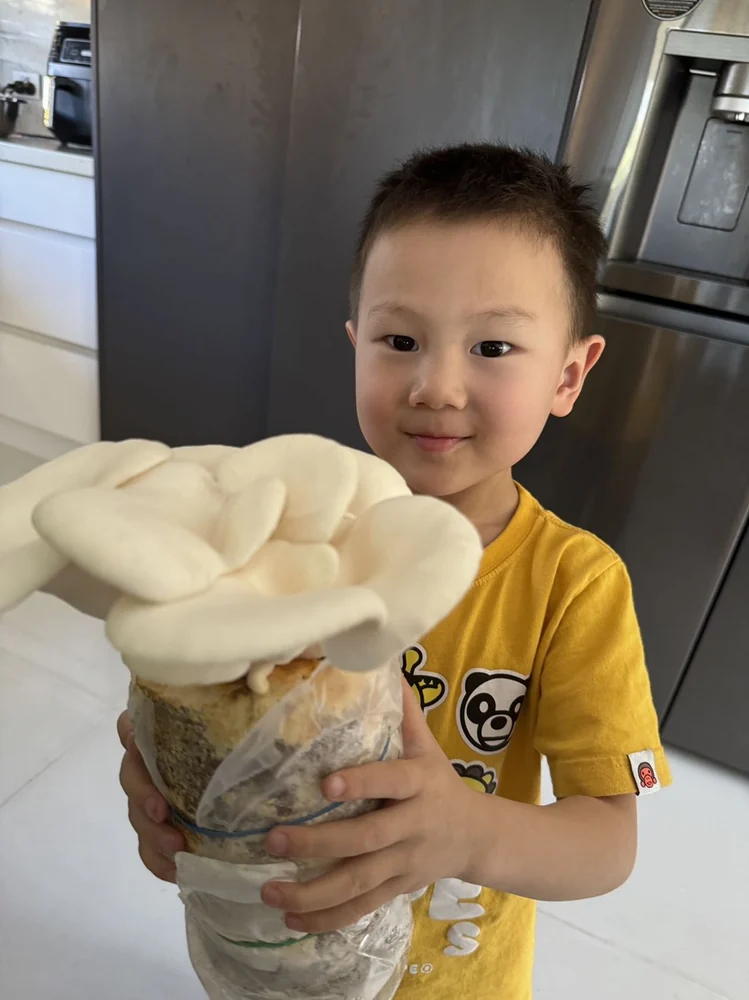 A child holding a company grow block with a large cluster of white oyster mushrooms